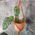 Suspension macramé-Temoty